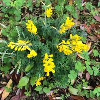 ヒメエニシダの画像