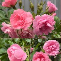 シャクヤク,プリムラ　ジュリアン,ばら バラ 薔薇,自宅の庭,マイントピア別子の画像