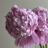 シャクヤク,シャクヤク,切り花,お花屋さん,花のある暮らしの画像