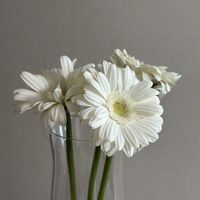 ガーベラ,お花屋さん,花のある暮らし,ガラスの花瓶,町のお花屋さんの画像