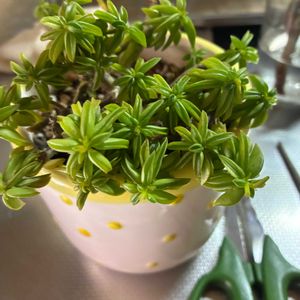 多肉植物,多肉女子,窓辺,テラス,ベランダの画像