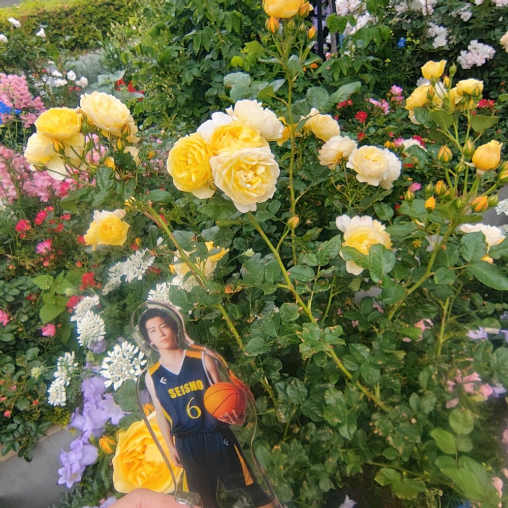 ゴマさんの横浜市役所への投稿