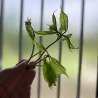 コシアブラ,コシアブラの画像