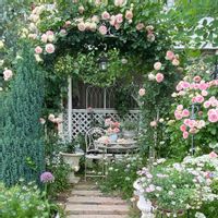 ニゲラ,ニゲラ,バラ,コニファー,オルレアの画像