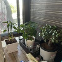 キッチン,家庭菜園の画像