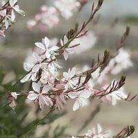 ガウラ,白蝶草(はくちょうそう)  ガウラ,花壇,ピンクの花,花のある暮らしの画像