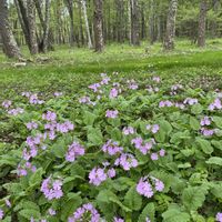 オダマキ,サクラソウ,リュウキンカ,リンドウ,八重桜の画像