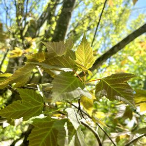 ハナノキの画像