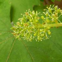 ブドウ,ブドウ,鉢植え,花のある暮らし,植物のある暮らしの画像