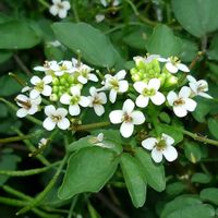 クレソンの画像