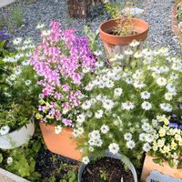 アジサイ,アネモネ,ニゲラ,ボロニア,ミセバヤの画像