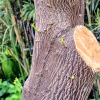 キンカン,キンカン,キンカン,キンカン,果樹の画像