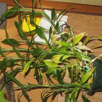ミリオンバンブー,ドラセナ・サンデリアーナ,富貴竹,観葉植物,癒しの画像
