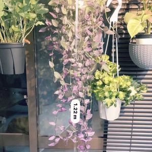 トラディスカンティア・ラベンダー,ハンキング,観葉植物,伸び放題,自由に生きるの画像