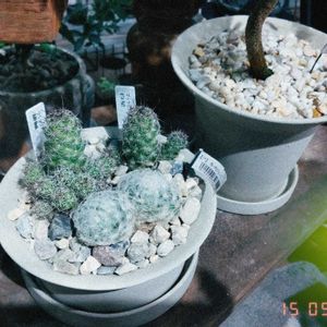 サボテン,サボテンの花✨,さぼてん！,サボテン科,サボテン＊"の画像