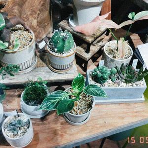 サボテン,サボテンの花✨,さぼてん！,サボテン科,サボテン＊"の画像
