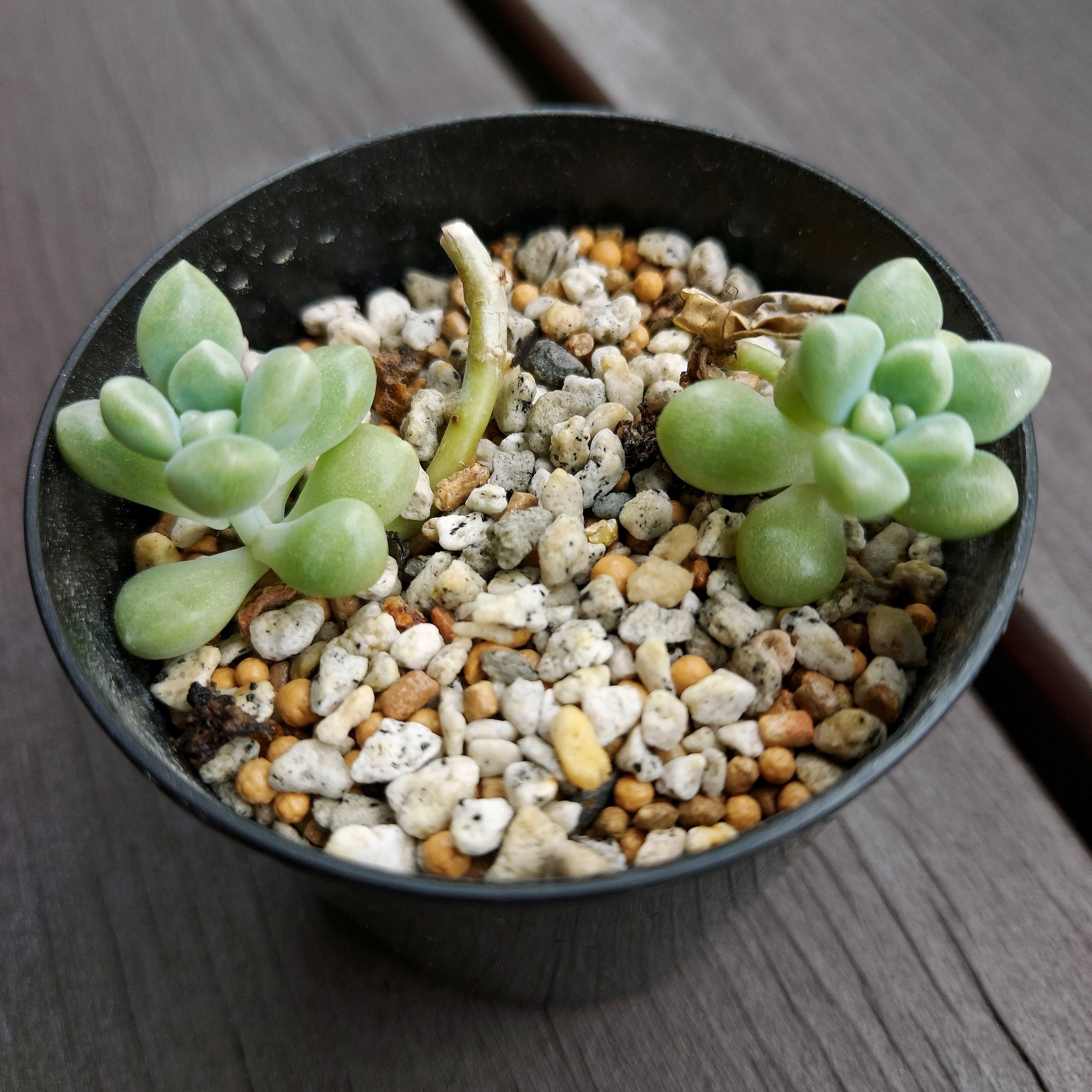 多肉植物 右往左往の記録｜🍀GreenSnap（グリーンスナップ）