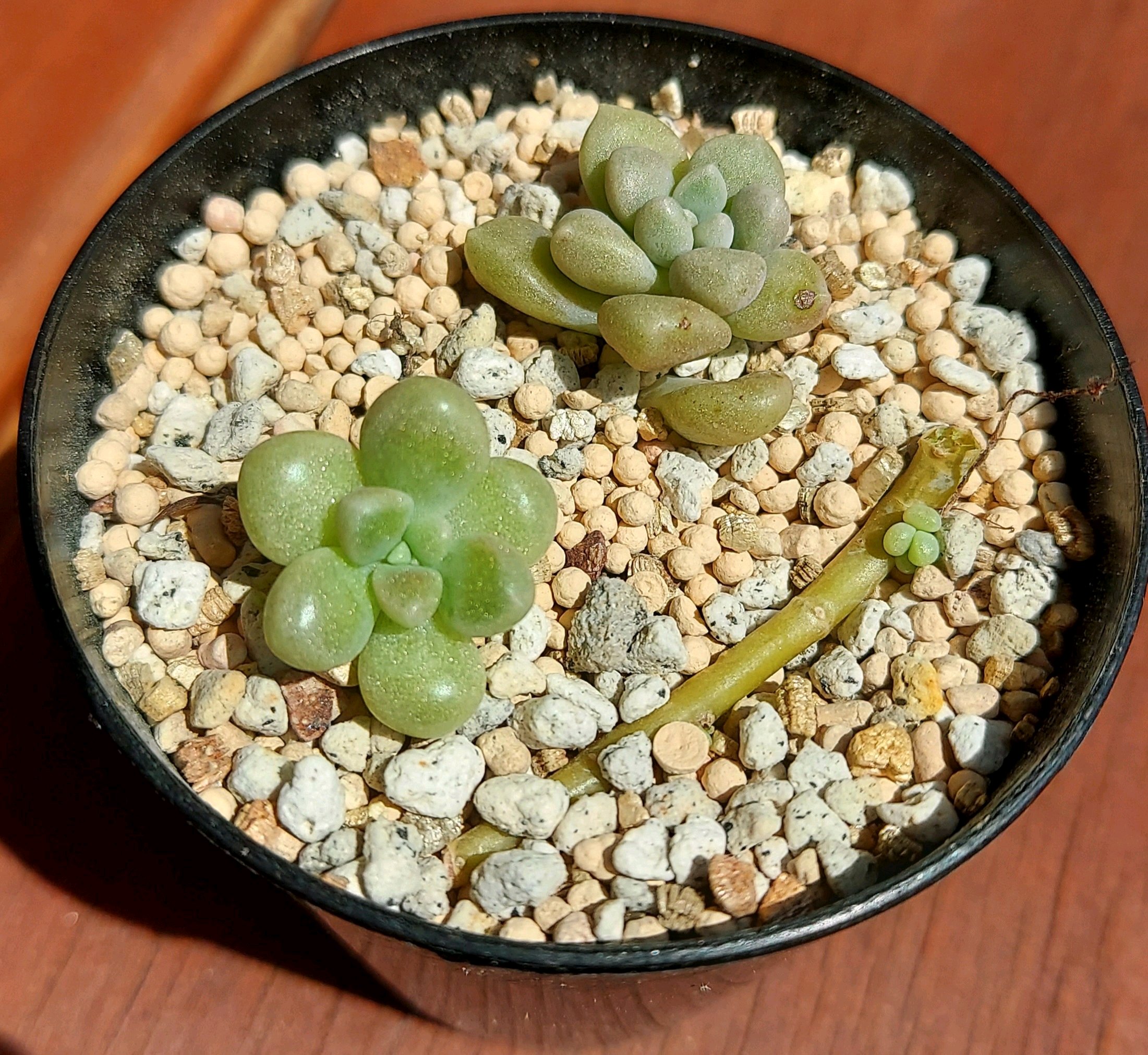 多肉植物 右往左往の記録｜🍀GreenSnap（グリーンスナップ）