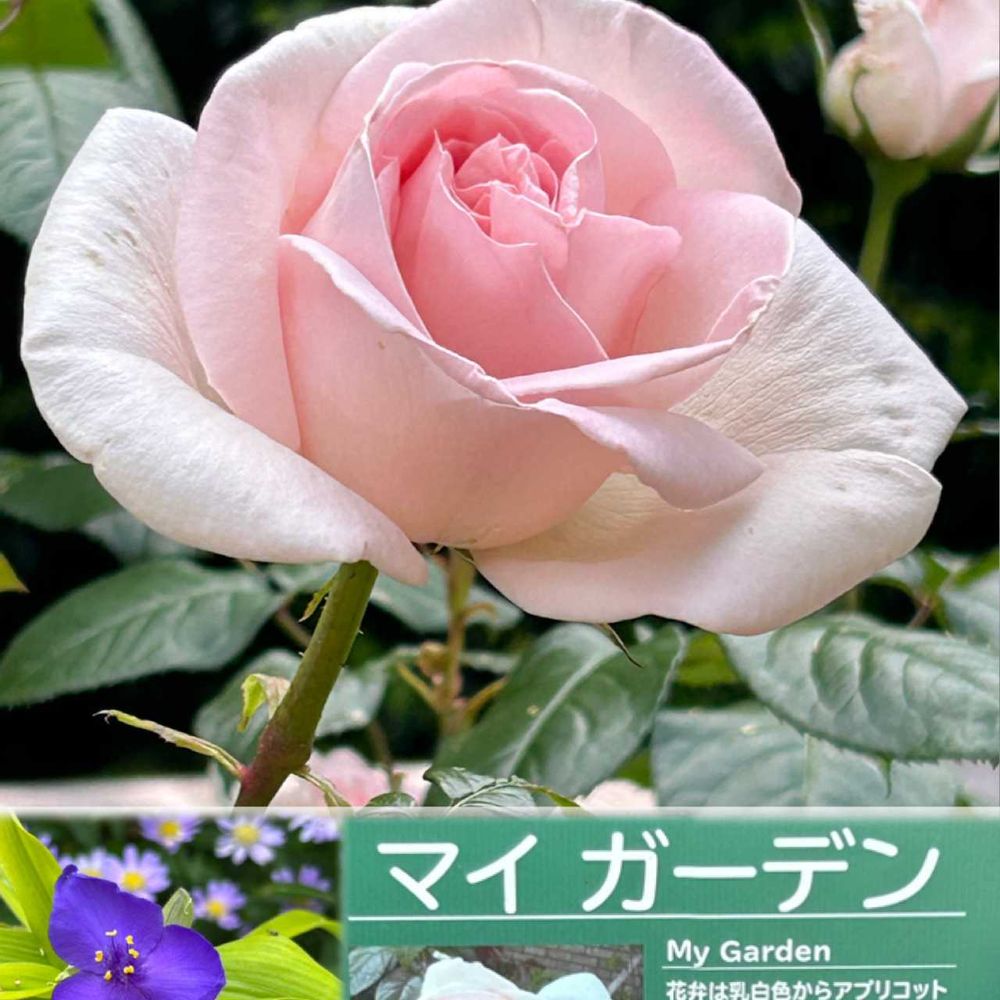 hirarinさんのアメリカ山公園への投稿
