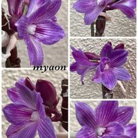 ジューンベリー,スイカズラ,ジューンベリーの実,デンドロビウム アフィラム,デンドロビウム ビクトリア レギネの画像