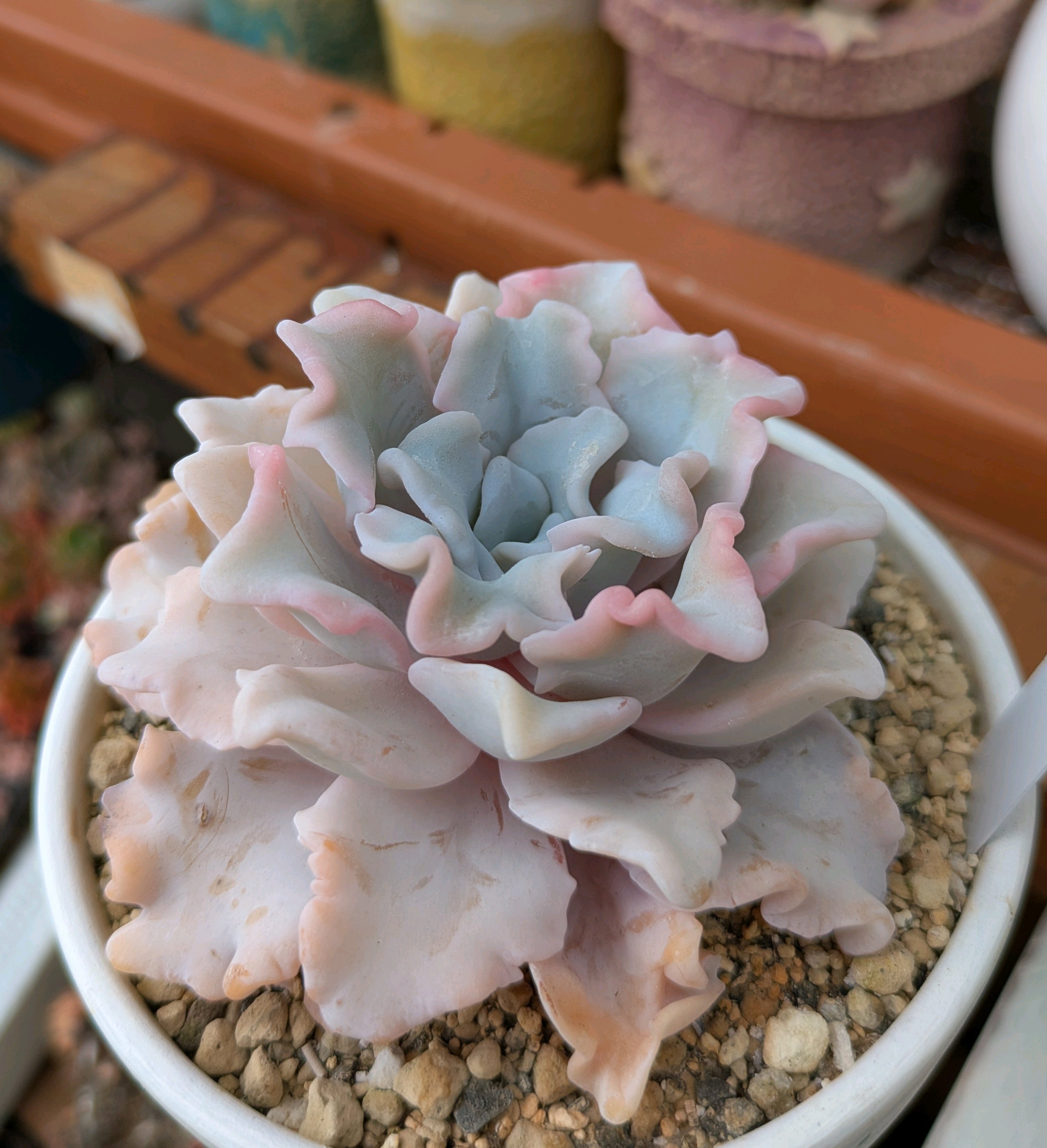 701🌹🌹クリスペートビューティー｜🍀GreenSnap（グリーンスナップ）