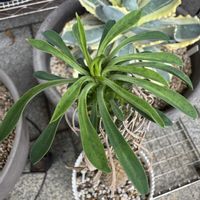 ソテツキリン,パイナップルコーン,多肉植物,ユーフォルビア,ソテツ麒麟の画像