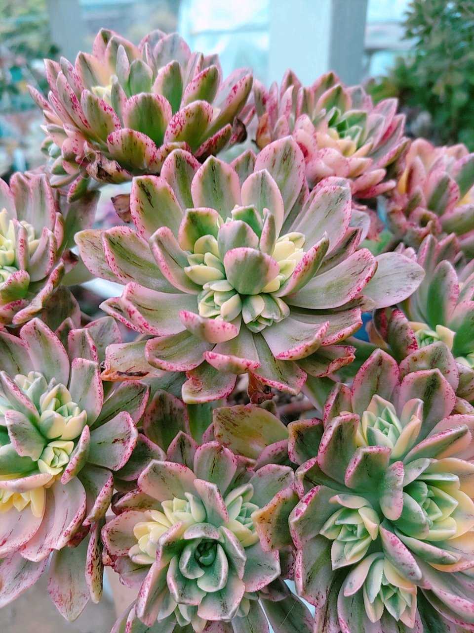 多肉植物ア工オニウム錦❤️ロスコフ錦❤️青花磁❤️状態図 多肉植物ア工オニウム錦❤️ロスコフ錦❤️青花磁❤️状態図
