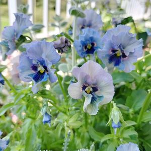 パンジー・ビオラ,ビオラ,石川園芸 レディ,ビオラ　レディ,ベランダガーデンの画像