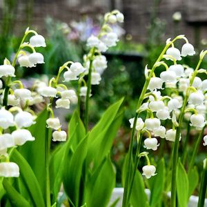 スズラン,鉢植え,花言葉,山野草,頂き物の画像