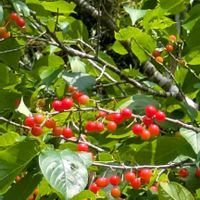 サクランボ,プレゼント,うまっ♡,美味しい♡,キュンキュン乙女倶楽部の画像