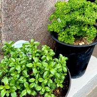カレープラント,パセリ,青紫蘇の芽,ミンティア パープル,ハーブのある暮らしの画像