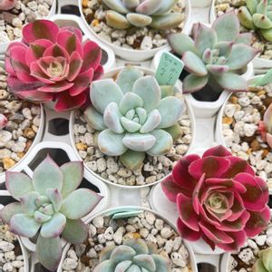 ブラックサバス,アエオニウム　ピンクウィッチ,多肉植物,エケベリア属,Beehouseの画像