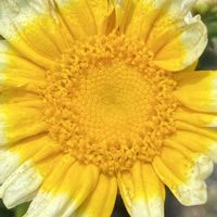 春菊,春菊,春菊,春菊,iphone11の画像