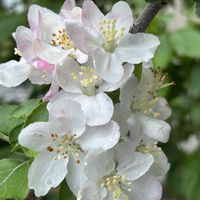 リンゴ,リンゴの花,花言葉,お散歩の画像