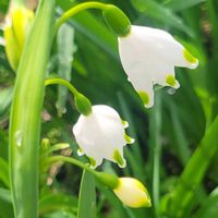 スノーフレーク,チューリップ,ロベリア,キララ,スノーフレーク(スズランスイセン)の画像