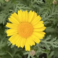 春菊,春菊が満開です,キク科,春菊の花,小さな畑の画像
