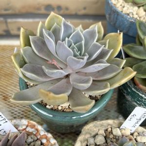 姫秀麗×リラシナ,多肉植物,多肉大好き,頂き物,多肉中毒の画像