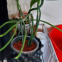 オンコクラータ,ユーフォルビア オンコクラータ,フィロデンドロンリンナインクスの画像