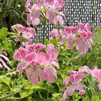 ゼラニウム,センテッドゼラニウム,季節の花,花のある暮らし,スマホ撮影の画像