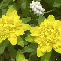 ユーフォルビア ポリクロマ,ユーフォルビア ポリクロマ,黄色い花,癒し,イエローの画像