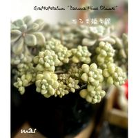 だるま秀麗,白鳳菊,だるま姫秀麗,多肉植物,普及種の画像