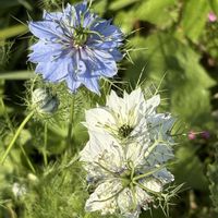 ゼラニウム,ニゲラ,ミヤマキンポウゲ,ランタナ,ライムの画像