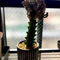サボテン,ユーフォルビア マハラジャ,ユーフォルビア マハラジャ,ダイソー購入,多肉植物の画像