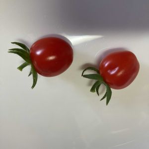 ミニトマト,ミニトマト マンマミーア,ミニトマト マンマミーア,ミニトマト マンマミーア,ミニトマト マンマミーアの画像