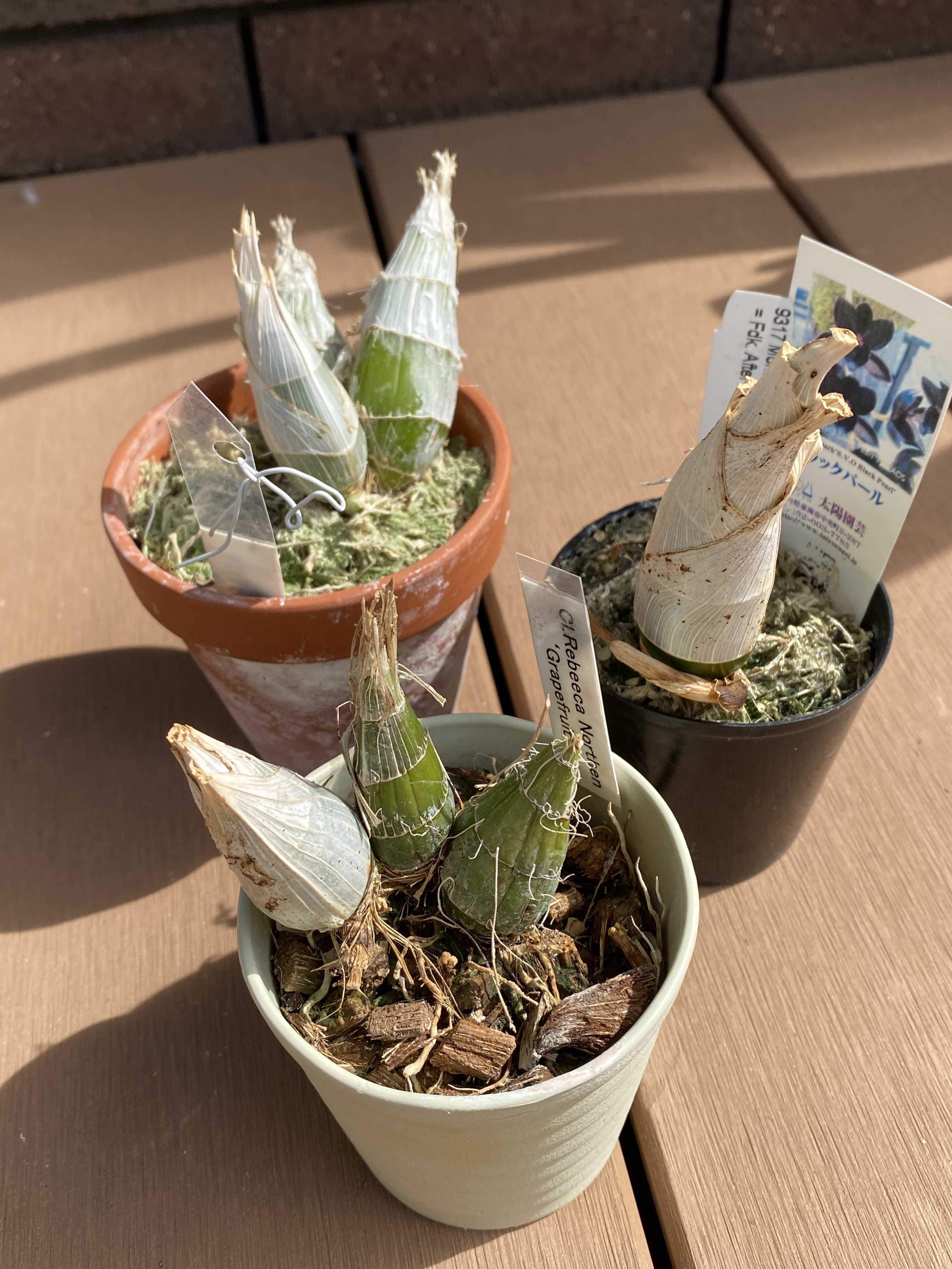 Fdk. After Dark'SVO Black Pearl'の一覧｜🍀GreenSnap（グリーン