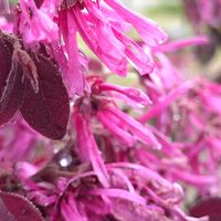 トキワマンサク,ベニバナトキワマンサク,せんだい農業園芸センターの画像