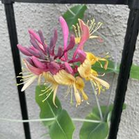 ロニセラ,ハニーサックル,ハニーサックル ロニセラ ゴールドフレーム,初めての花♡,放置栽培の画像