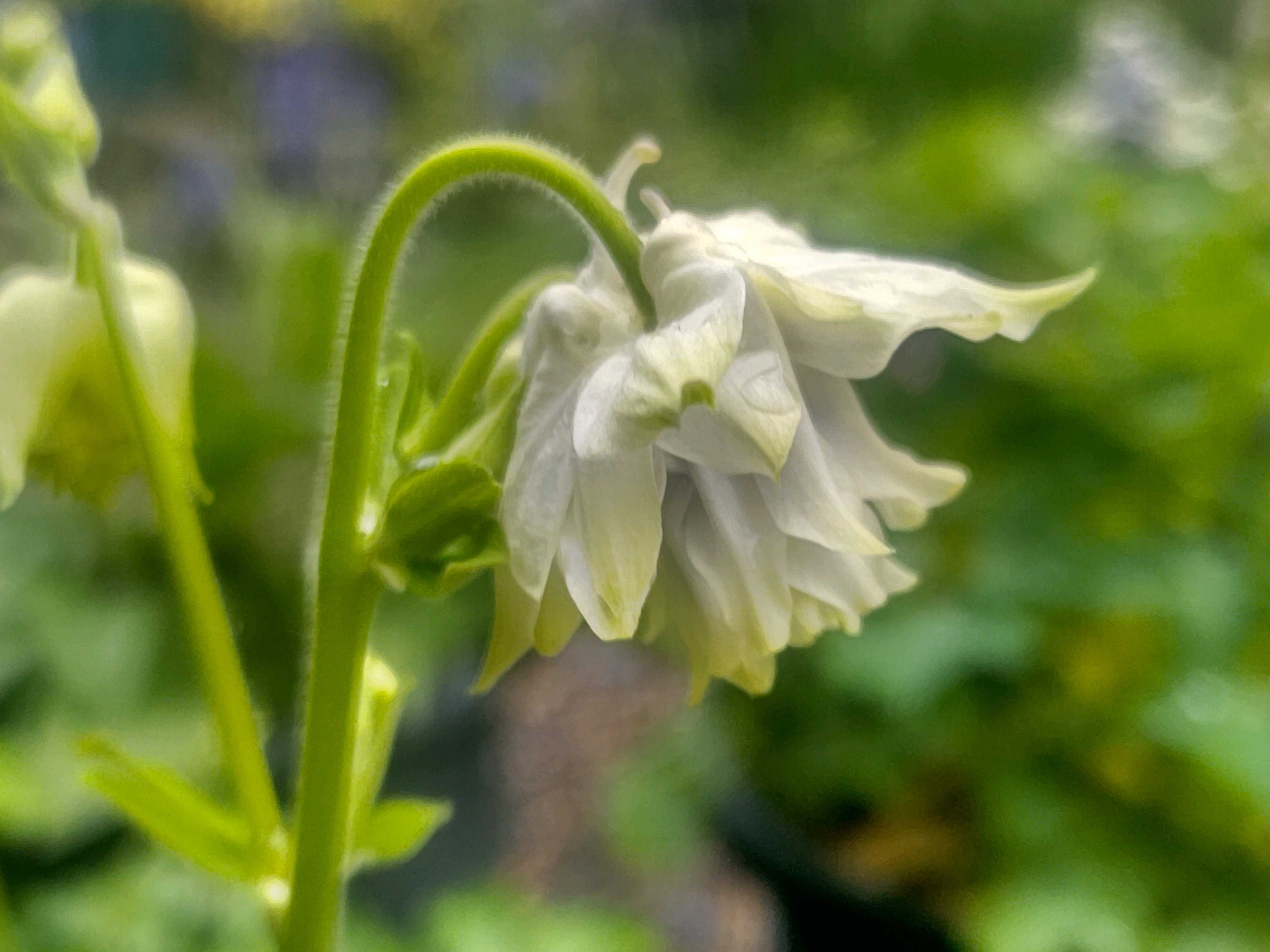 種まき♯54 - ② 西洋オダマキ (5/29更新)｜🍀GreenSnap（グリーン