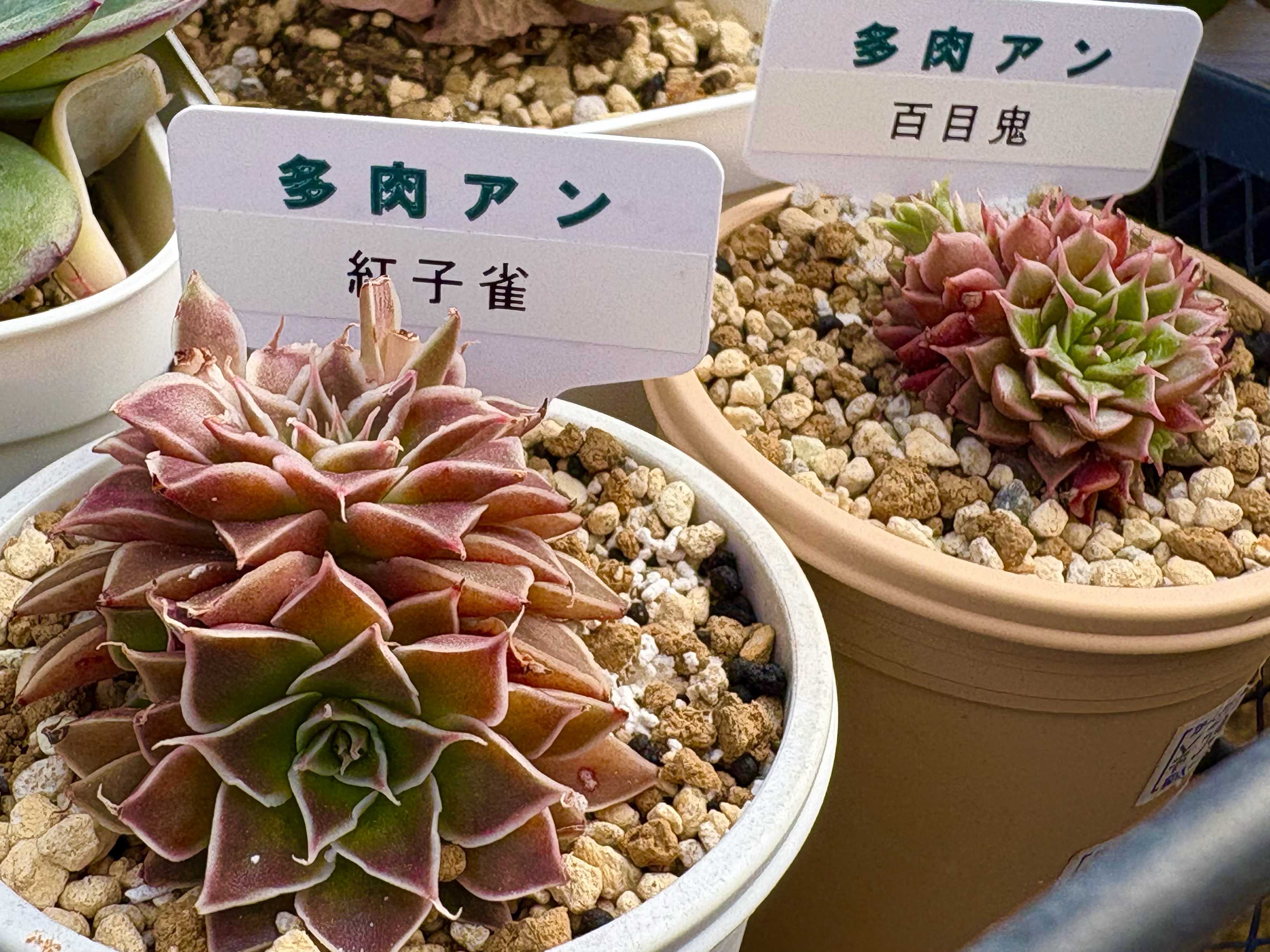 多肉アンの一覧｜🍀GreenSnap（グリーンスナップ）