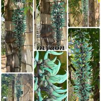 ヒスイカズラ,ヒスイカズラ,デンドロビウム アフィラム,デンドロビウム アフィラム,デンドロビウム アフィラム “シャイニング ピンク”の画像